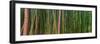 Bamboo-Scott Bennion-Framed Photo