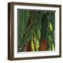 Bamboos, Costa Rica-Cindy Miller Hopkins-Framed Art Print