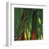 Bamboos, Costa Rica-Cindy Miller Hopkins-Framed Art Print