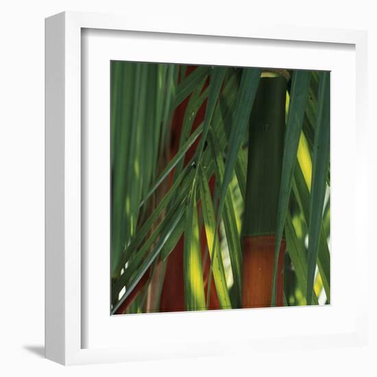 Bamboos, Costa Rica-Cindy Miller Hopkins-Framed Art Print