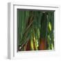 Bamboos, Costa Rica-Cindy Miller Hopkins-Framed Art Print