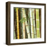 Bamboos Forest, Sagano, Kyoto, Japan-Rob Tilley-Framed Art Print