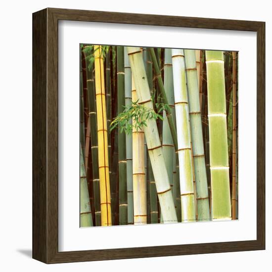 Bamboos Forest, Sagano, Kyoto, Japan-Rob Tilley-Framed Art Print