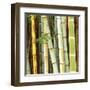 Bamboos Forest, Sagano, Kyoto, Japan-Rob Tilley-Framed Art Print