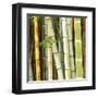 Bamboos Forest, Sagano, Kyoto, Japan-Rob Tilley-Framed Art Print