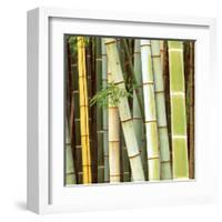 Bamboos Forest, Sagano, Kyoto, Japan-Rob Tilley-Framed Art Print