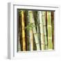 Bamboos Forest, Sagano, Kyoto, Japan-Rob Tilley-Framed Art Print