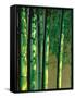 Bamboos in Forest-null-Framed Stretched Canvas