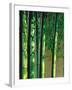 Bamboos in Forest-null-Framed Photographic Print