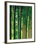 Bamboos in Forest-null-Framed Photographic Print