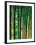 Bamboos in Forest-null-Framed Photographic Print