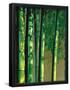 Essential Black