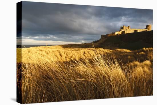 Bamburgh Castle and Marram Grass (Ammophila Arenaria) Lit by Golden Evening Light-Eleanor-Stretched Canvas