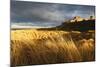 Bamburgh Castle and Marram Grass (Ammophila Arenaria) Lit by Golden Evening Light-Eleanor-Mounted Photographic Print