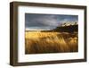 Bamburgh Castle and Marram Grass (Ammophila Arenaria) Lit by Golden Evening Light-Eleanor-Framed Photographic Print