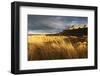 Bamburgh Castle and Marram Grass (Ammophila Arenaria) Lit by Golden Evening Light-Eleanor-Framed Photographic Print