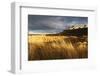 Bamburgh Castle and Marram Grass (Ammophila Arenaria) Lit by Golden Evening Light-Eleanor-Framed Photographic Print