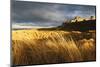 Bamburgh Castle and Marram Grass (Ammophila Arenaria) Lit by Golden Evening Light-Eleanor-Mounted Photographic Print