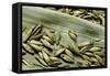 Bambusa Arundinacea (Bamboo) - Seeds-Paul Starosta-Framed Stretched Canvas