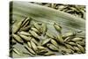 Bambusa Arundinacea (Bamboo) - Seeds-Paul Starosta-Stretched Canvas