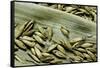 Bambusa Arundinacea (Bamboo) - Seeds-Paul Starosta-Framed Stretched Canvas