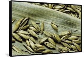 Bambusa Arundinacea (Bamboo) - Seeds-Paul Starosta-Framed Stretched Canvas