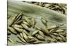 Bambusa Arundinacea (Bamboo) - Seeds-Paul Starosta-Stretched Canvas