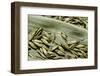 Bambusa Arundinacea (Bamboo) - Seeds-Paul Starosta-Framed Photographic Print
