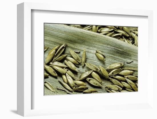 Bambusa Arundinacea (Bamboo) - Seeds-Paul Starosta-Framed Photographic Print