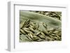 Bambusa Arundinacea (Bamboo) - Seeds-Paul Starosta-Framed Photographic Print