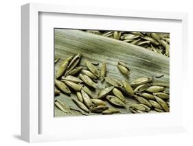 Bambusa Arundinacea (Bamboo) - Seeds-Paul Starosta-Framed Photographic Print