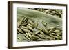 Bambusa Arundinacea (Bamboo) - Seeds-Paul Starosta-Framed Photographic Print