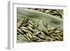 Bambusa Arundinacea (Bamboo) - Seeds-Paul Starosta-Framed Photographic Print