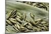 Bambusa Arundinacea (Bamboo) - Seeds-Paul Starosta-Mounted Photographic Print