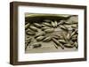 Bambusa Arundinacea (Bamboo) - Seeds-Paul Starosta-Framed Photographic Print