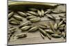 Bambusa Arundinacea (Bamboo) - Seeds-Paul Starosta-Mounted Photographic Print