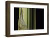 Bambusa Multiplex 'Alphonse Karr' (Bamboo) - Shoot-Paul Starosta-Framed Photographic Print