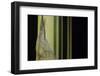 Bambusa Multiplex 'Alphonse Karr' (Bamboo) - Shoot-Paul Starosta-Framed Photographic Print