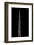 Bambusa Tuldoides (Punting Pole Bamboo) - Shoot-Paul Starosta-Framed Photographic Print