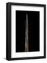 Bambusa Tuldoides (Punting Pole Bamboo) - Shoot-Paul Starosta-Framed Photographic Print