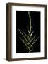 Bambusa Ventricosa (Buddha's-Belly Bamboo) - Young Culm-Paul Starosta-Framed Photographic Print