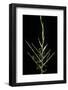 Bambusa Ventricosa (Buddha's-Belly Bamboo) - Young Culm-Paul Starosta-Framed Photographic Print