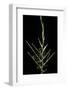 Bambusa Ventricosa (Buddha's-Belly Bamboo) - Young Culm-Paul Starosta-Framed Photographic Print