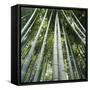 Bamoo Forest in Kyoto-Micha Pawlitzki-Framed Stretched Canvas