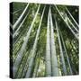 Bamoo Forest in Kyoto-Micha Pawlitzki-Stretched Canvas