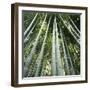 Bamoo Forest in Kyoto-Micha Pawlitzki-Framed Premium Photographic Print