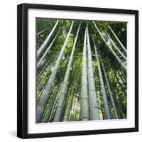 Bamoo Forest in Kyoto-Micha Pawlitzki-Framed Premium Photographic Print