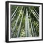 Bamoo Forest in Kyoto-Micha Pawlitzki-Framed Premium Photographic Print