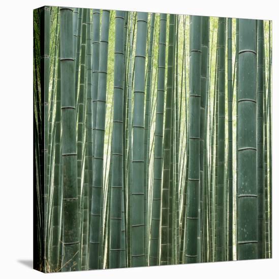 Bamoo Forest in Kyoto-Micha Pawlitzki-Stretched Canvas