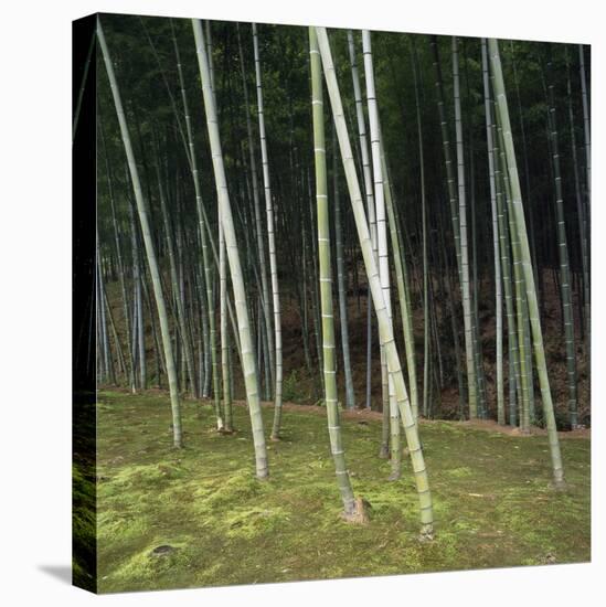 Bamoo Forest in Kyoto-Micha Pawlitzki-Stretched Canvas